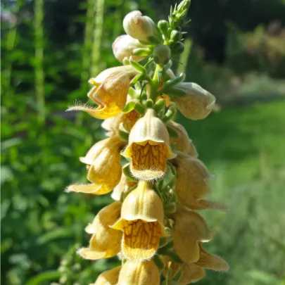 Náprstník žltý - Digitalis lutea - semená - 60 ks
