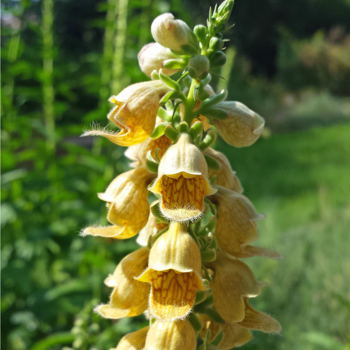 Náprstník žltý - Digitalis lutea - semená - 60 ks
