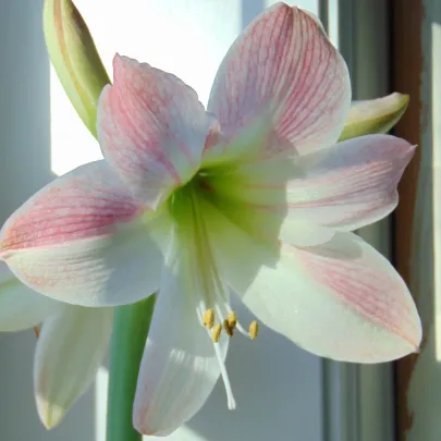 Zornica Apple Blossom - Hippeastrum - cibuľoviny - 1 ks