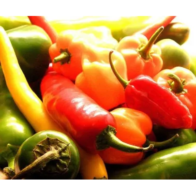 Chilli semienka tých najobľúbenejších odrôd - pre milovníkov chilli papričiek