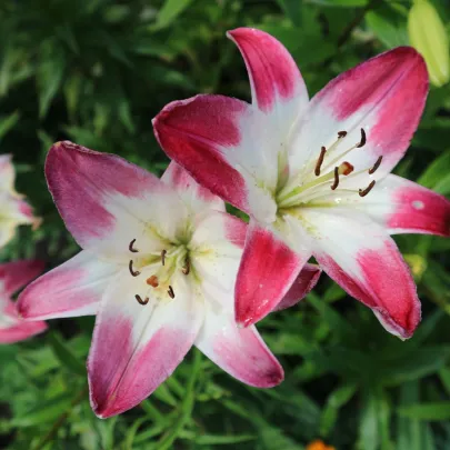 Ľalia Lollypop - Lilium - cibuľoviny - 1 ks