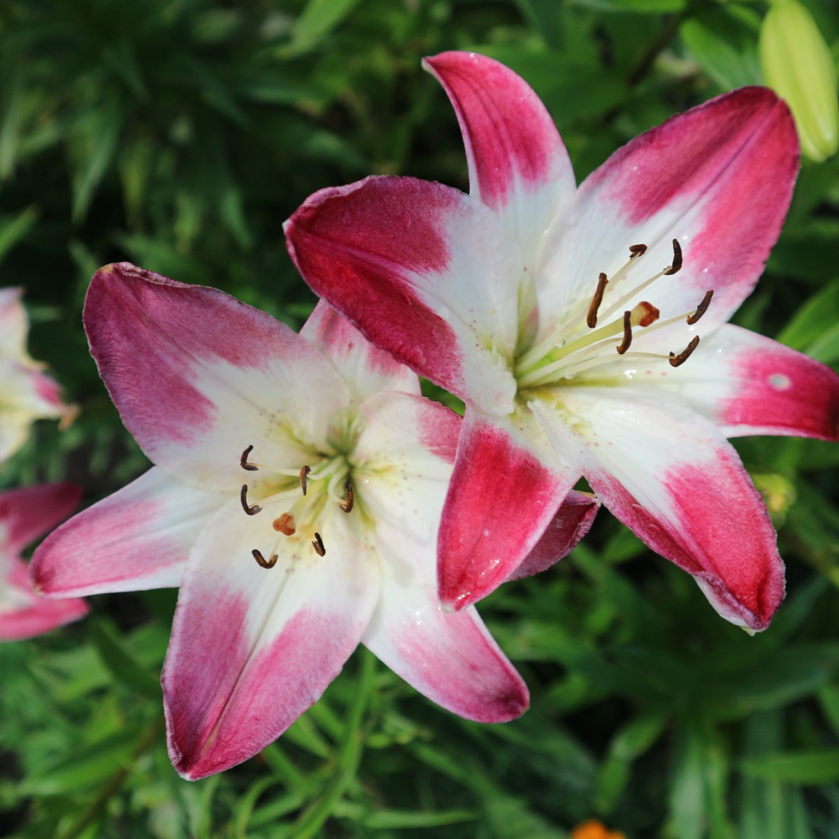 Ľalia Lollypop - Lilium - cibuľoviny - 1 ks