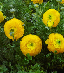 Iskerník žltý - Ranunculus asiaticus - cibuľoviny - 3 ks