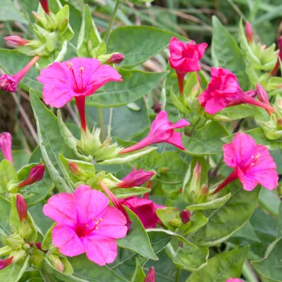 Nocovka jalapovitá Limelight - Mirabilis jalapa - semená - 6 ks