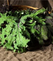 Kel Red Russian - Brassica oleracea - semená kalu - 0,5 g