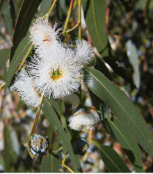 Eukalyptus globulus - Osiva 8 ks - Eucalyptus globulus