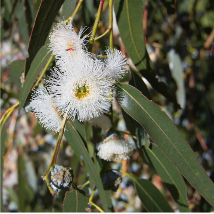 Eukalyptus globulus - Osiva 8 ks - Eucalyptus globulus