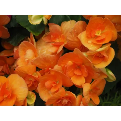 Drobnokvetá begónia oranžová - Begonia multiflora maxima - cibuľoviny - 2 ks