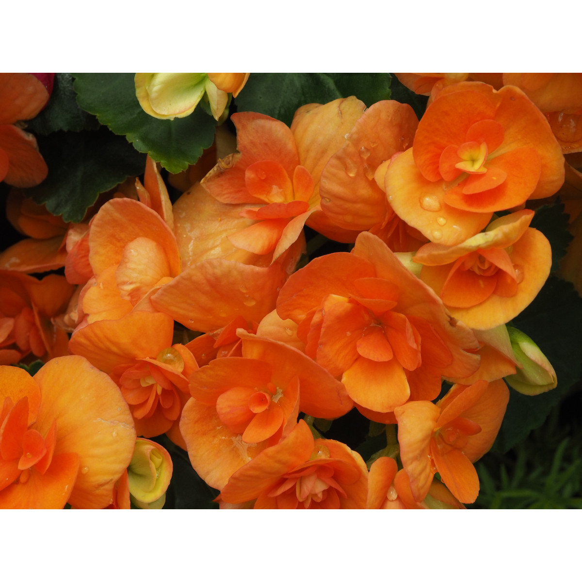 Drobnokvetá begónia oranžová - Begonia multiflora maxima - cibuľoviny - 2 ks