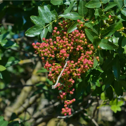 Pistácia atlantská - Pistacia Atlantica  - semená - 5 ks