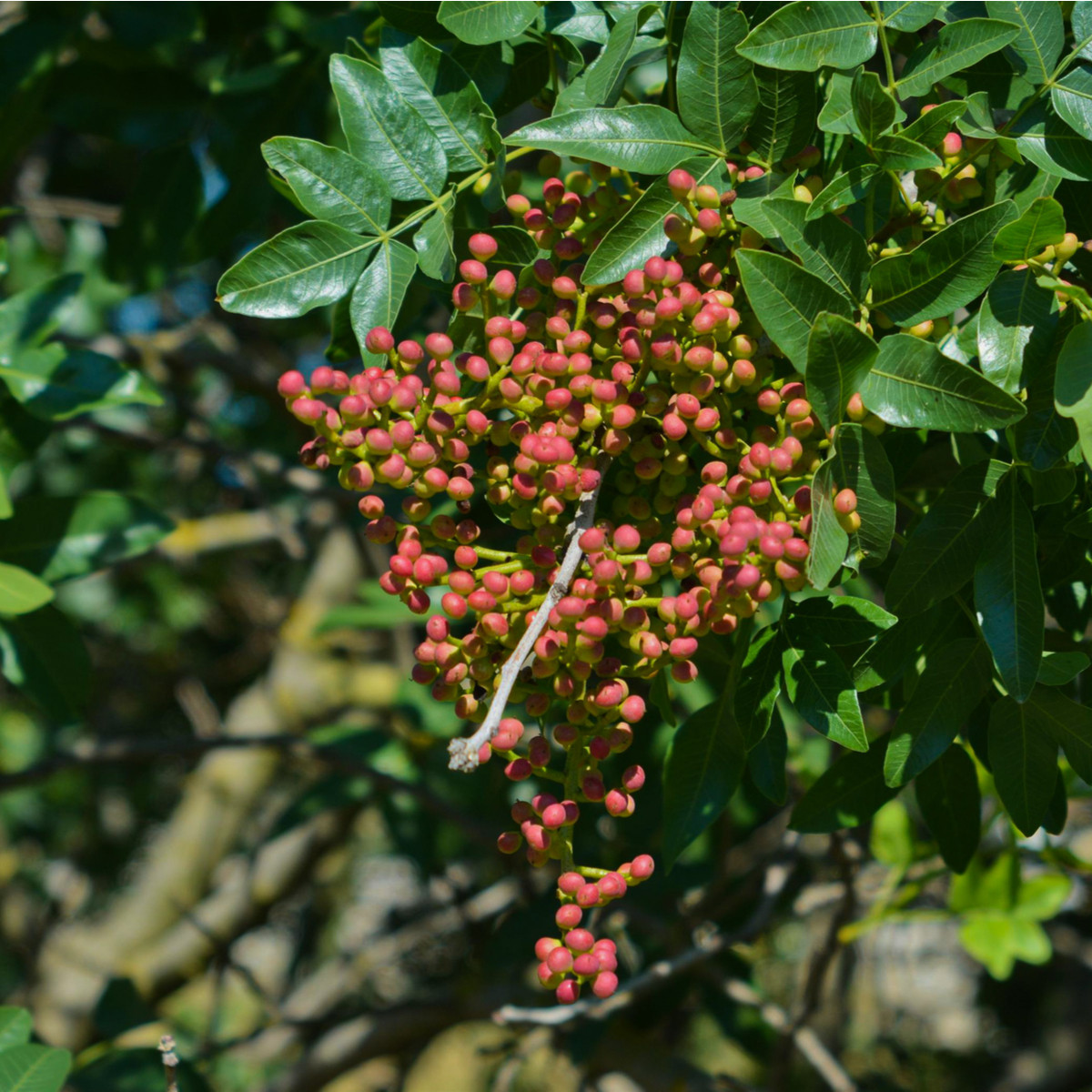 Pistácia atlantská - Pistacia Atlantica  - semená - 5 ks