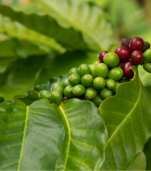 Kávovník hawajský - Konna - Osivá 5 ks - Coffea konna