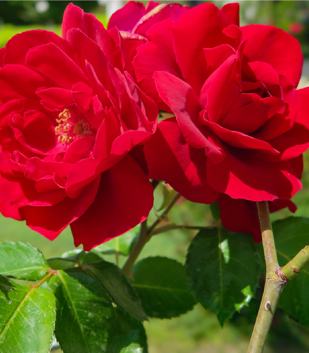 Ruža popínavá červená - Rosa - predaj semien ruží - semená - 5 ks