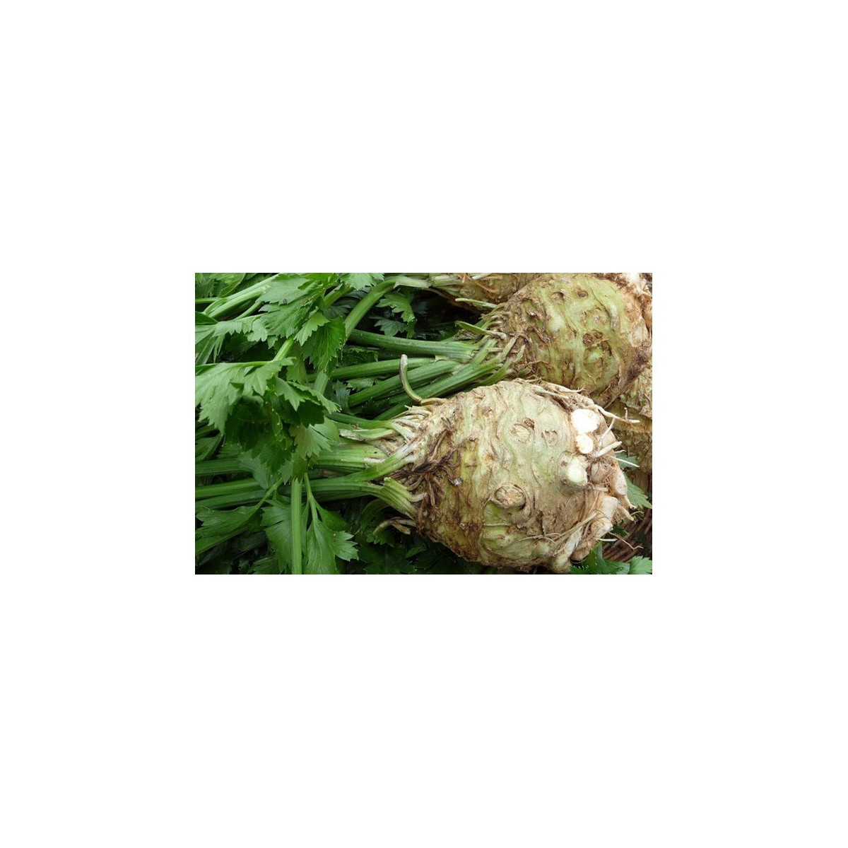 Zeler buľvový - Giant Prague - Apium graveolens - semená - 0,3 g