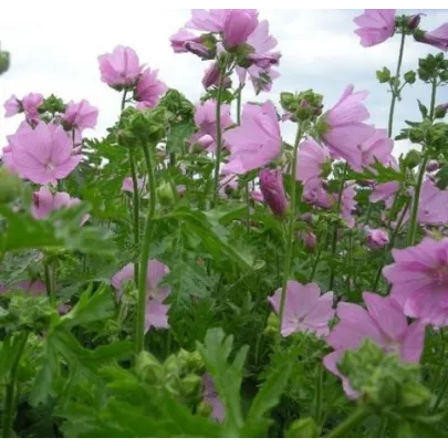 Slez pižmový - Malva moschata - semená slezu - 50 ks