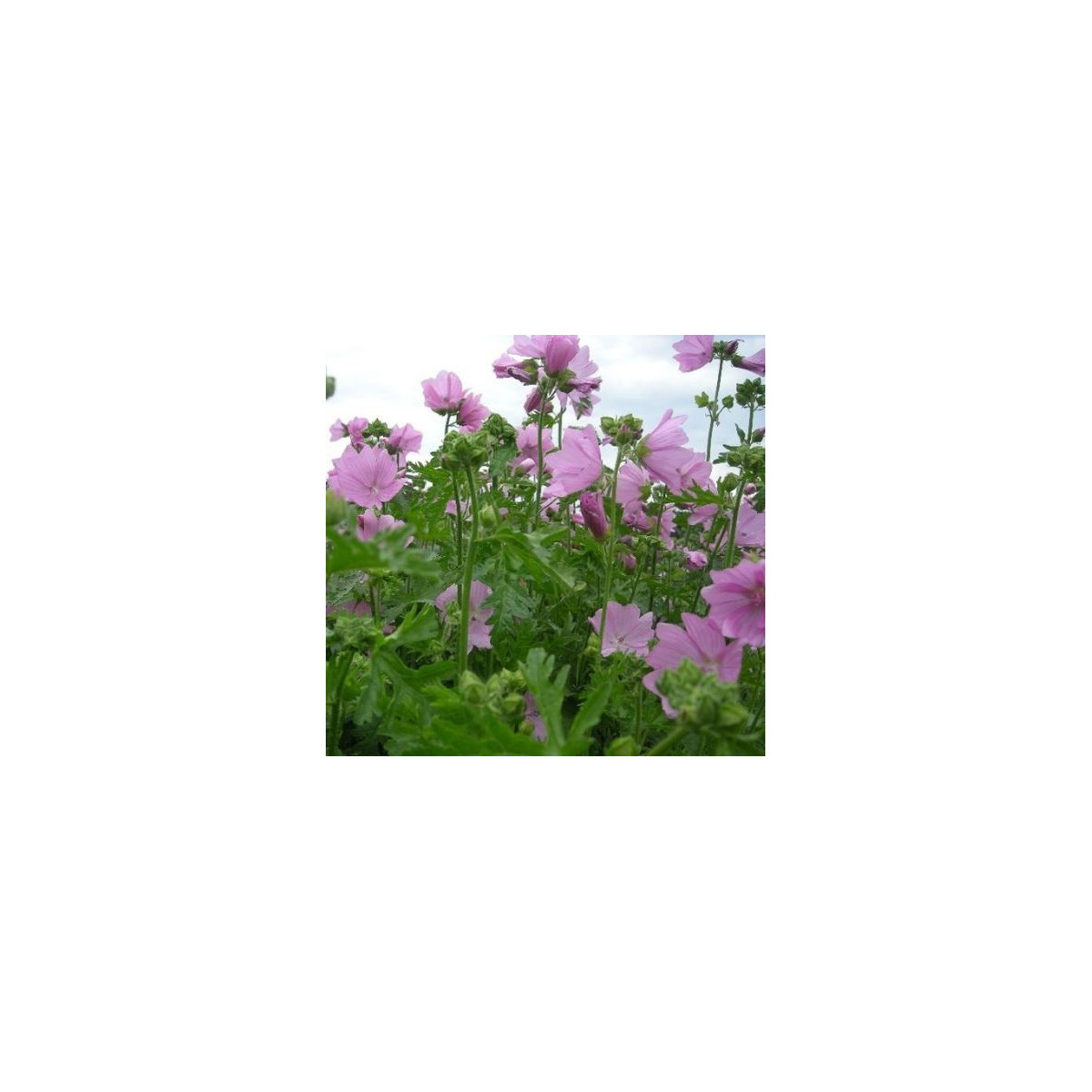 Slez pižmový - Malva moschata - semená slezu - 50 ks
