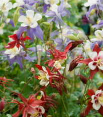Orlíček Mc Kana - Aquilegia caerulea - semená - 200 ks