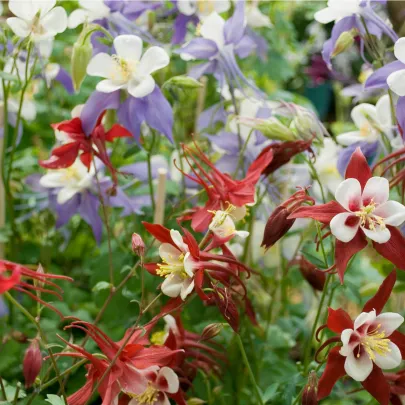 Orlíček Mc Kana - Aquilegia caerulea - semená - 200 ks