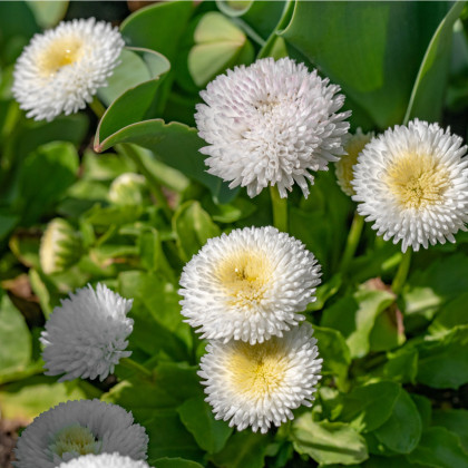 Sedmokráska obyčajná biela - Bellis perennis - predaj semien sedmokrásky - 0,1 g