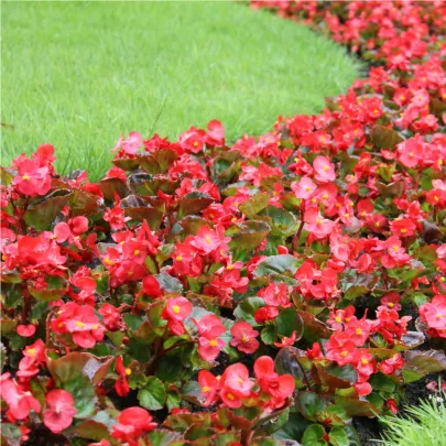 Voskovka - Begonia semperflorens červená - Heaven Red F1 - predaj semien - 10 ks