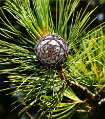 Borovica Limba - Pinus cembra sibirica - semená - 7 ks