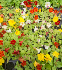 Čarodejka skrížená Mystic Mix F1 - Mimulus hybridus - semená - 50 ks