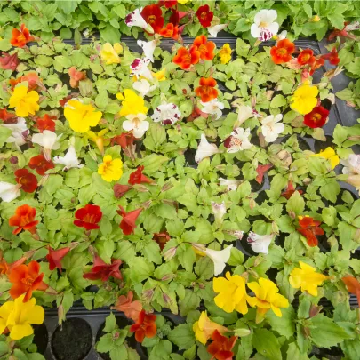 Čarodejka skrížená Mystic Mix F1 - Mimulus hybridus - semená - 50 ks