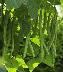 Fazuľové struky Negra - Phaseolus vulgaris - semená - 10 ks