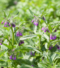 Kostihoj lekársky - Symphytum officinale - semená - 5 ks
