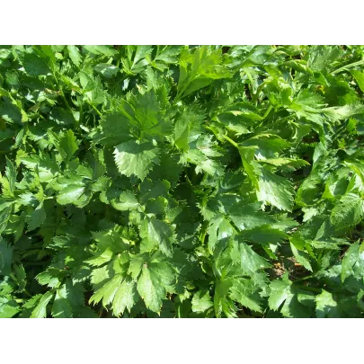 Zeler listový kučeravý Pikant - Apium graveolens - semená - 400 ks