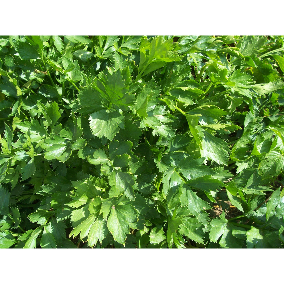 Zeler listový kučeravý Pikant - Apium graveolens - semená - 400 ks