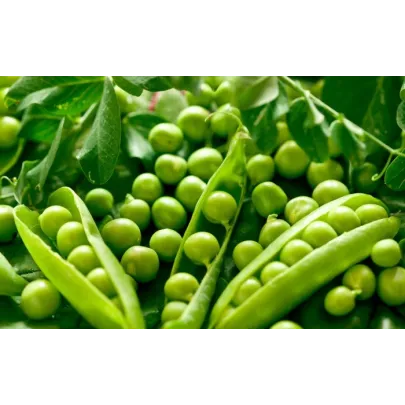 Hrach cukrový Oregon - Pisum sativum - semená - 60 ks