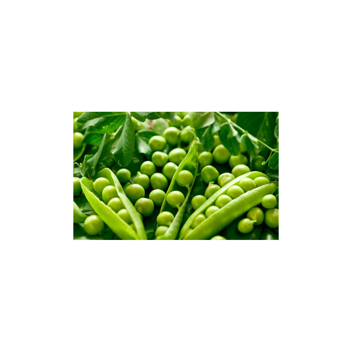 Hrach cukrový Oregon - Pisum sativum - semená - 60 ks