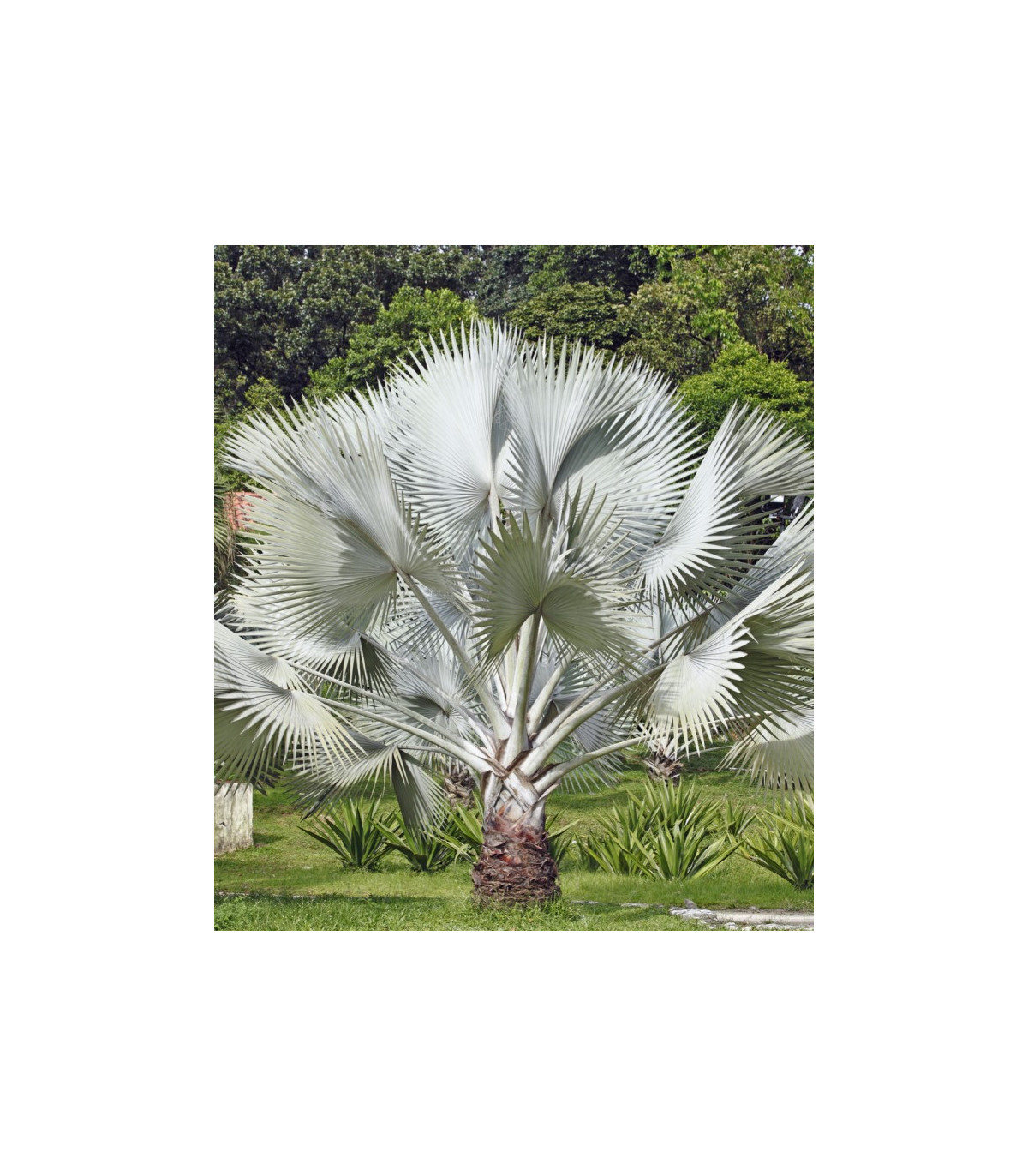 Palma strieborná - semená Palmy - Nannorrhops arabica - 3 ks