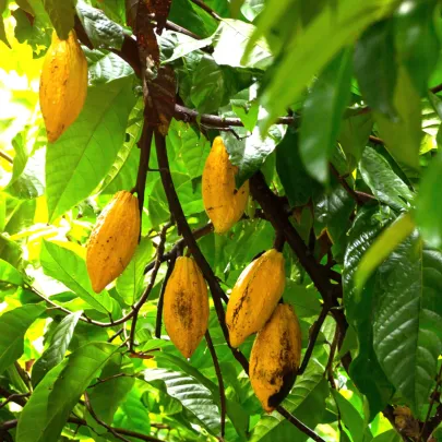 Kakaovník pravý žltý - Theobroma cacao - semená - 5 ks