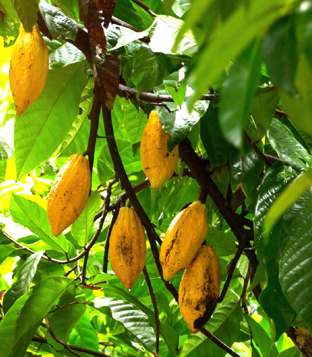Kakaovník pravý žltý - Theobroma cacao - semená - 5 ks