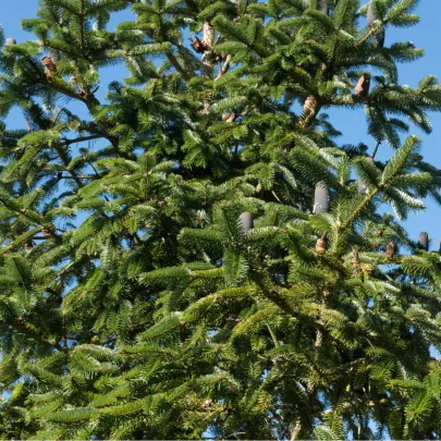 Jedľa východohimalájska - Abies spectabilis - semená - 7 ks