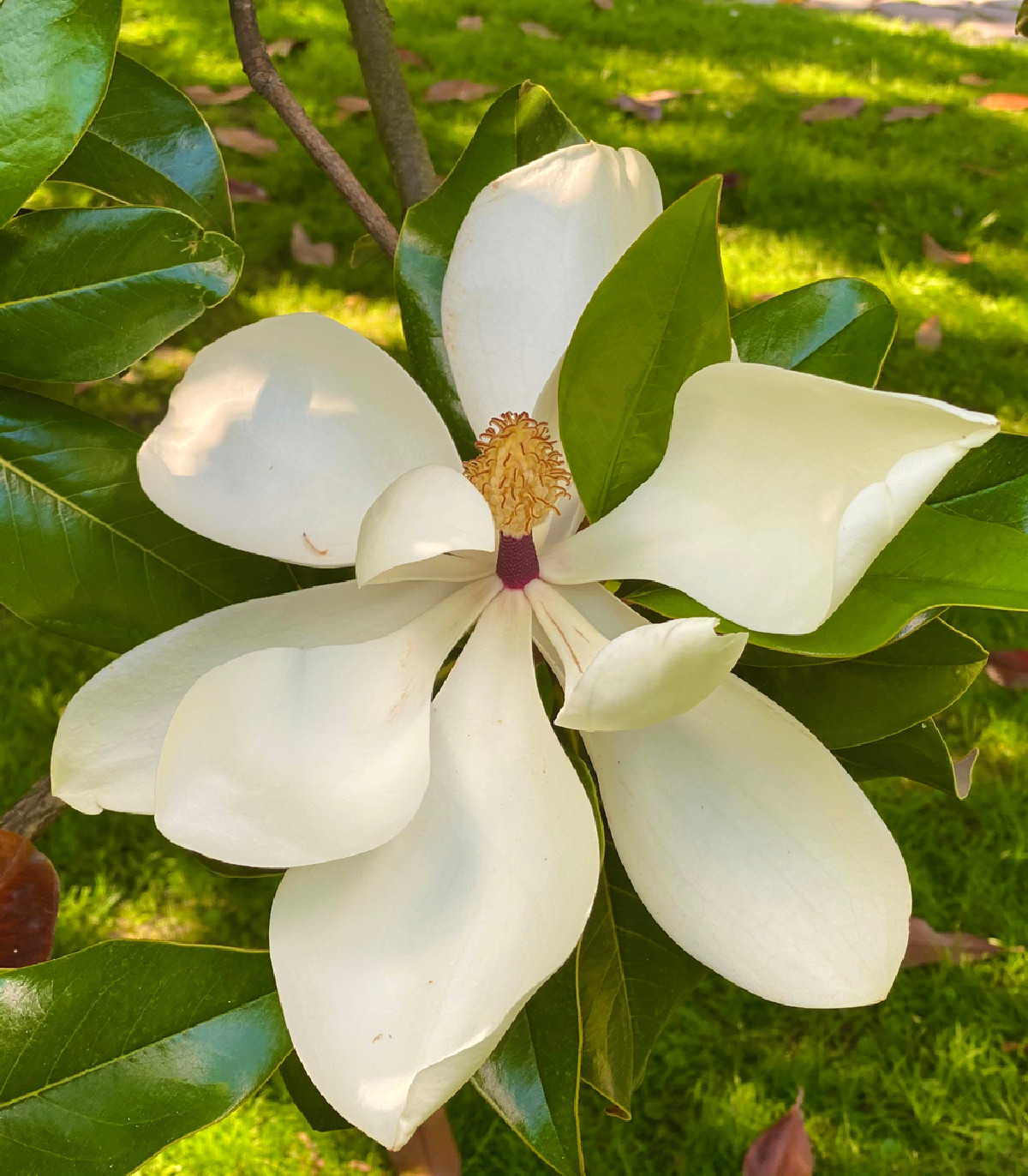 Magnólia veľkokvetá - semená - 5 ks - Magnolia grandiflora