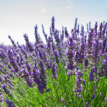 Levanduľa Vera - Lavandula angustifolia - semená - 0,02 g