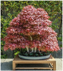 Javor japonský - Acer palmatum - semená - 5 ks