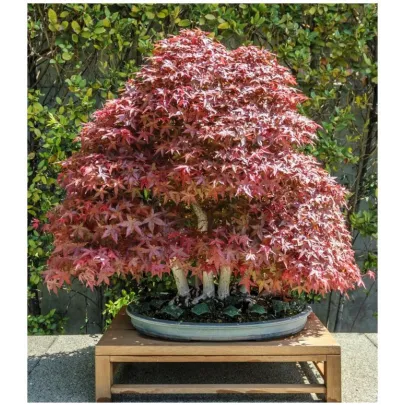 Javor japonský - Acer palmatum - semená - 5 ks