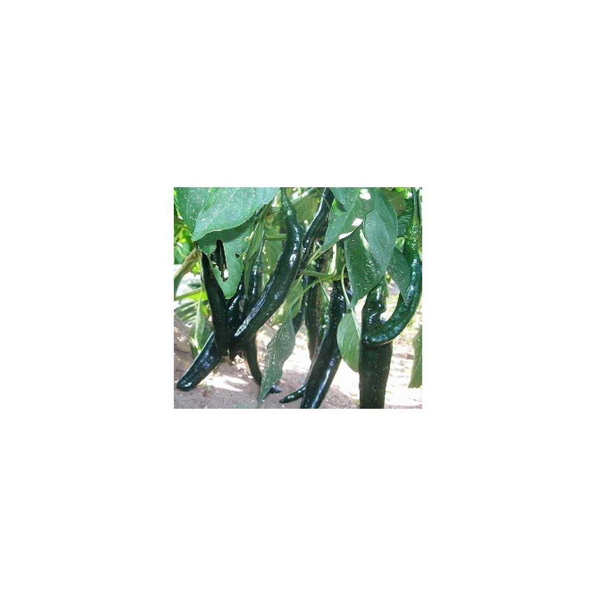 Chilli Pasilla Bajio - Capsicum annuum - semená - 7 ks
