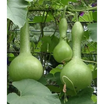 Indická uhorka Lagenária - Lagenaria siceraria - semená - 8 ks