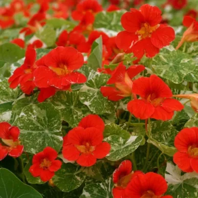 Kapucínka väčšia Scharlachglanz - Tropaeolum majus - semená - 1 g