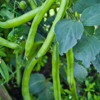 Bôb záhradný - Vitia faba - semená - 15 ks