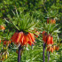 Korunkovka kráľovská Aurora - Fritillaria imperialis - cibuľoviny - 1 ks
