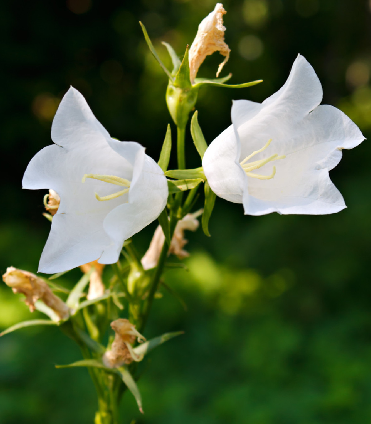 Zvonček broskyňolistý biely - Campanula persicifolia alba- semená zvončeka - 0,02 g