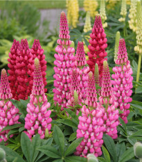 Lupina červená Mein Schloss - Vlčí bôb - Lupinus polyphyllus - semená - 40 ks