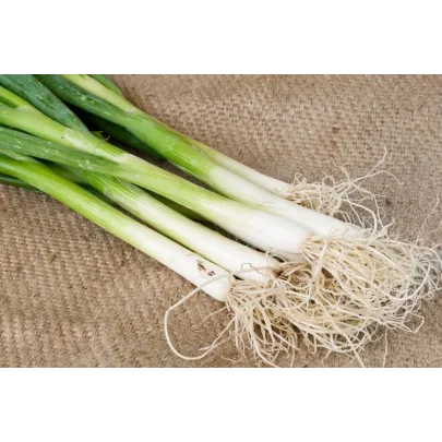 Cibuľa jarná Toyko - semená cibule - 450 ks