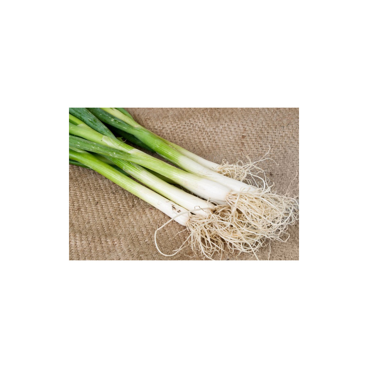 Cibuľa jarná Toyko - semená cibule - 450 ks